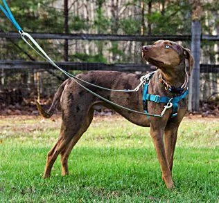 2 Hounds Freedom No-Pull Harness with Leash