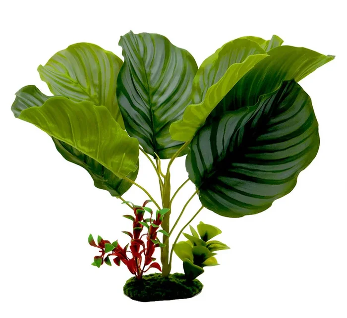Blue Ribbon Pet Tropical Gardens Variegated Calathea Plant