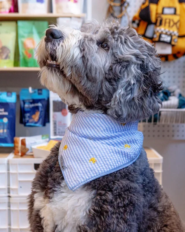 Blue Stripe with Rubber Duck Dog Bandana