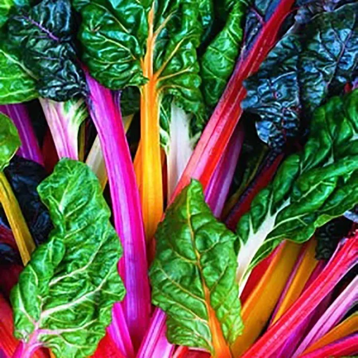 Bright Lights Swiss Chard Seeds 66800