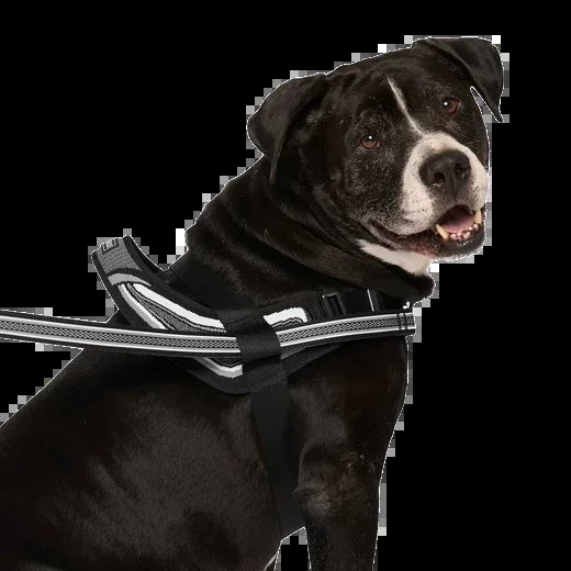 Canada Pooch Redirect Harness, Black, L