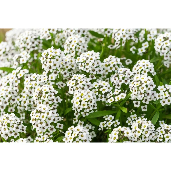 Carpet of Snow Alyssum Flower Seeds 9930200