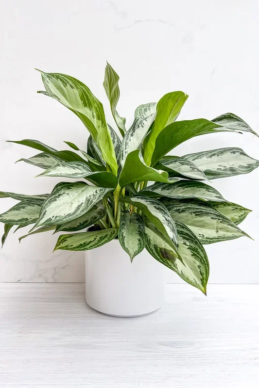 Chinese Evergreen, Silver Bay 8″