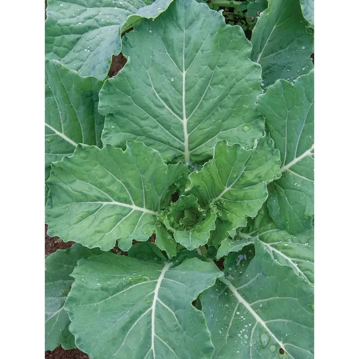 Collards, Georgia Seed Pack 65862