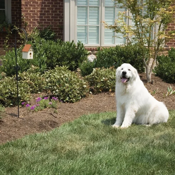 Control de ladridos de perros al aire libre de PetSafe