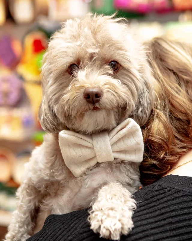 Cream Dog Bow-Tie (FW24LO)