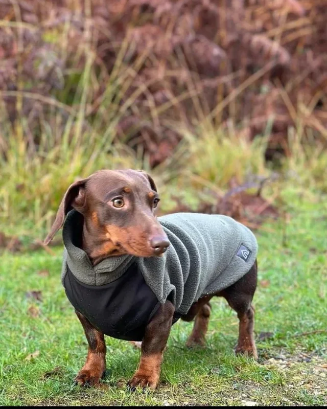 Dachshund Fleece Jumper with Waterproof Belly Panel (Made in the UK)