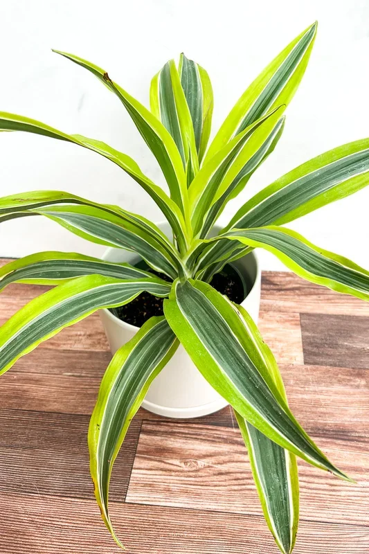 Dracaena, Lemon Surprise 6″
