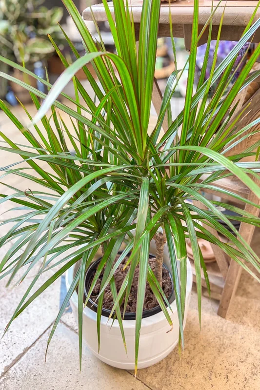 Dracaena, Marginata 10″