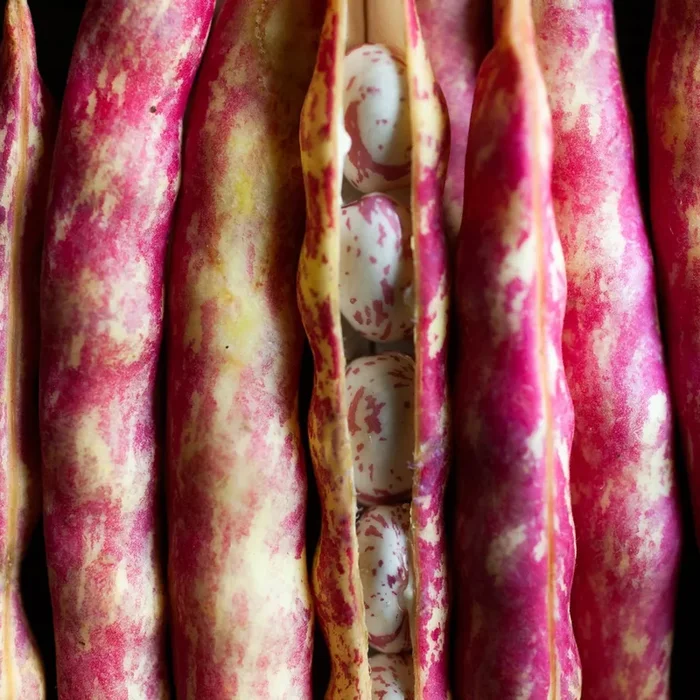 Dwarf Taylor Horticultural Beans Seeds 9918602