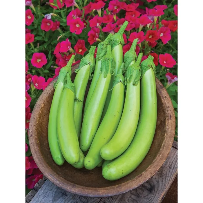 Eggplant, Green Knight Hybrid Seed Pack 58976