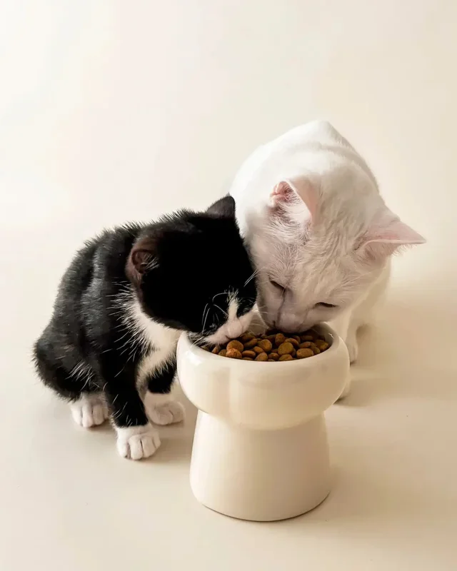Elevated Pet Food Bowl in Creamy Beige