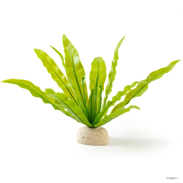 Exo Terra Bird’s Nest Fern Plant
