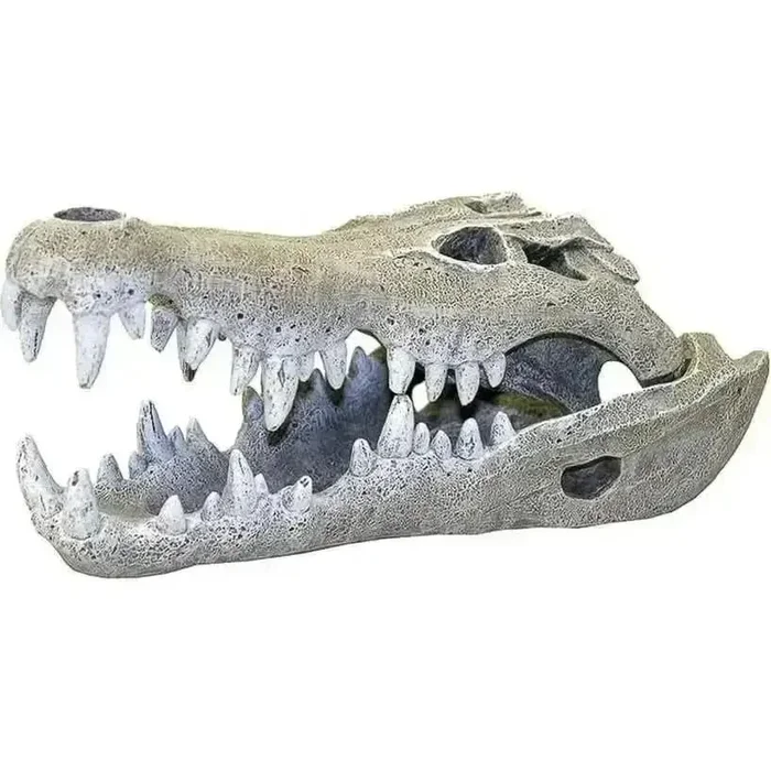 Exotic Environments Nile Crocodile Skull