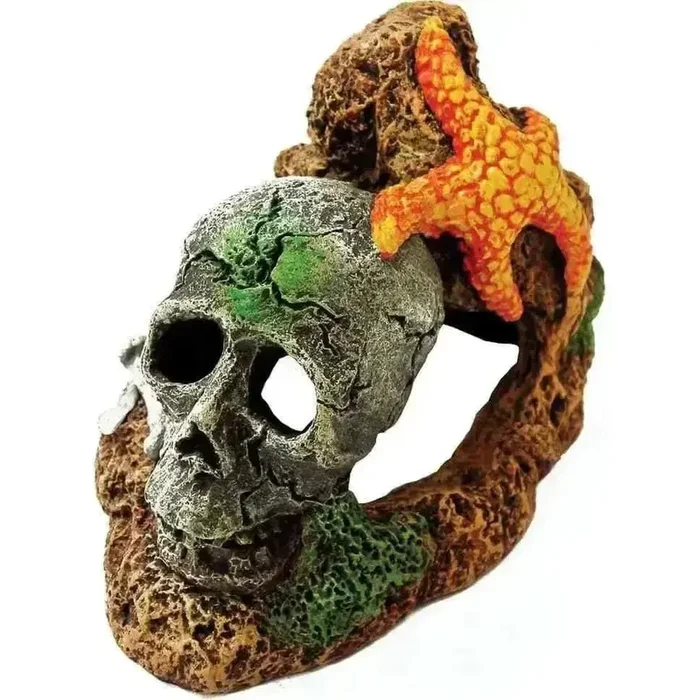 Exotic Environments Skull With Starfish