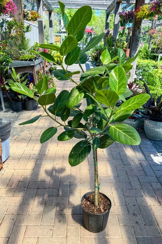 Ficus, Altissima Audrey Standard 10″