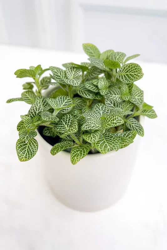 Fittonia, Hybrids White 4″