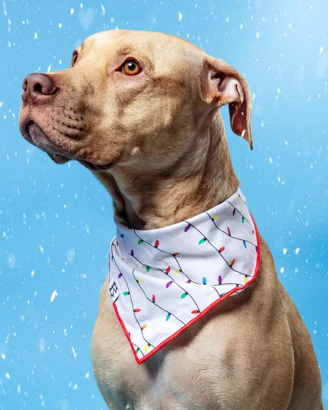 Howliday Lights Christmas Bandana for Dogs (FINAL SALE)