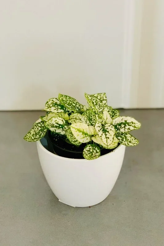 Hypoestes, Polka-Dot White 4″