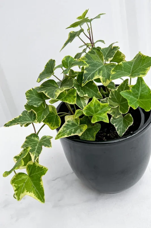 Ivy, English Gold Variegated 4″