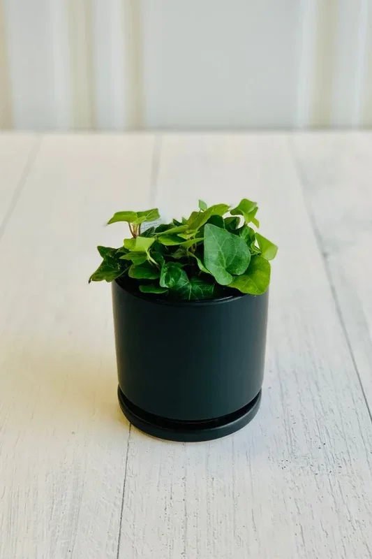 Ivy, English Green 4″