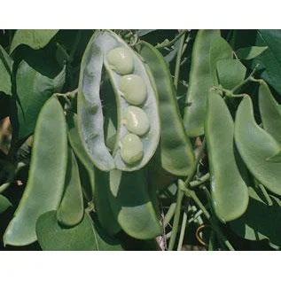King of the Garden Pole Lima Beans 9919502
