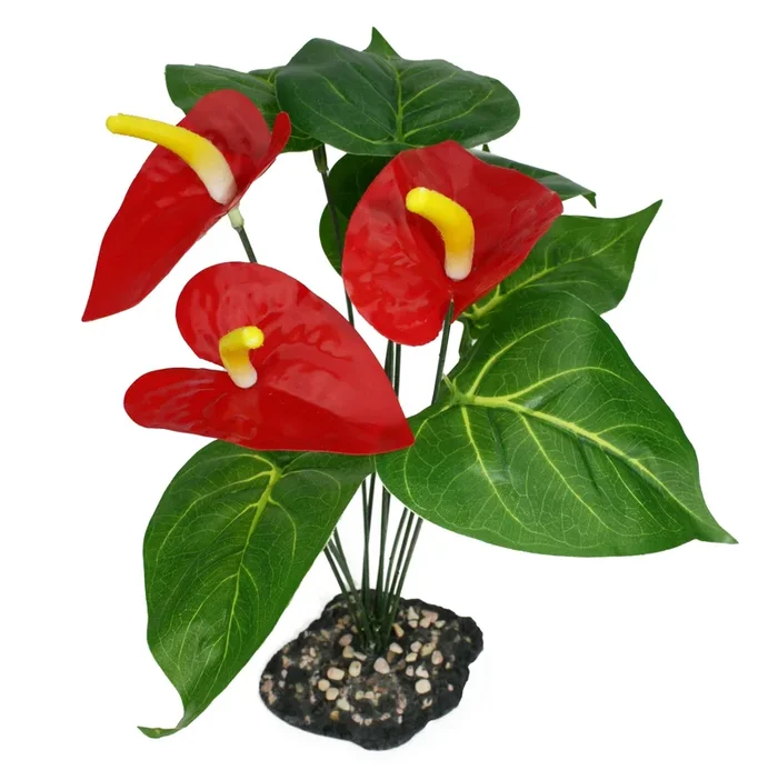 Komodo Anthurium Bush Plant w/ Gravel Base