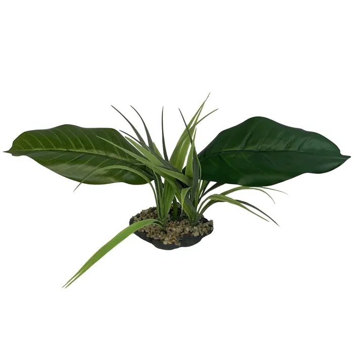 Komodo Woodland Canopy Plant