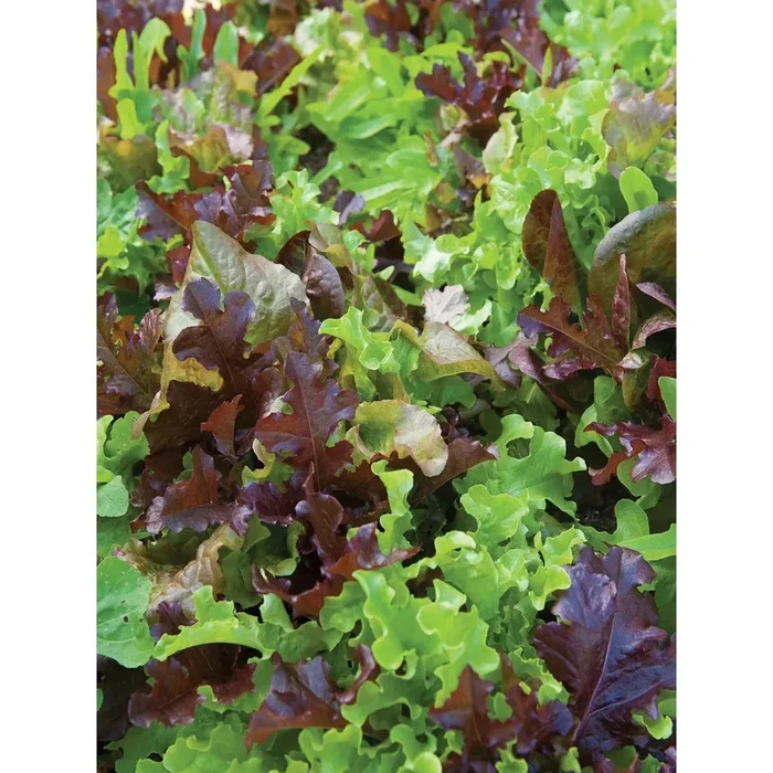 Lettuce, Gourmet Blend Seed Pack 63511