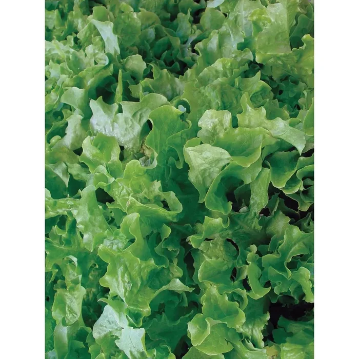 Lettuce, Salad Bowl Seed Pack 60430