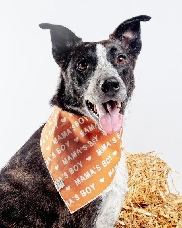 Mama’s Boy Bandana (Made in the USA)