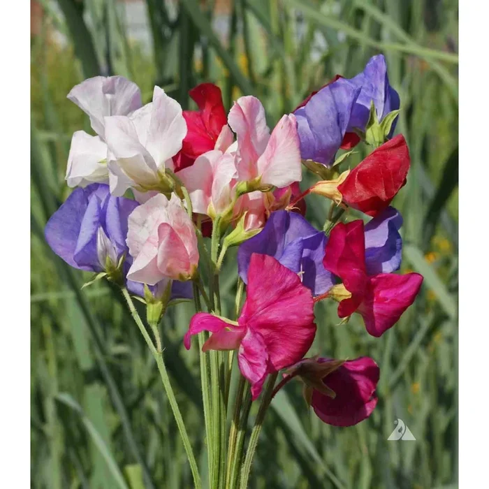 Mammoth Mix Sweet Pea Seeds 9936900