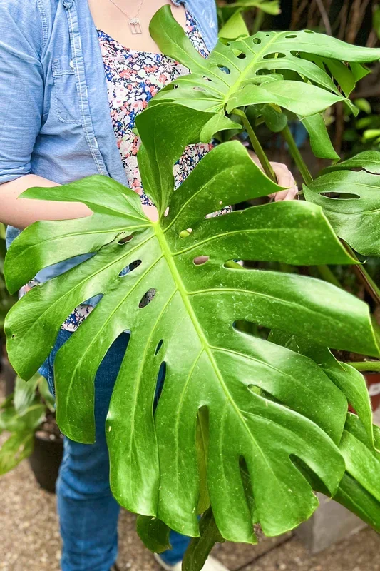 Monstera, Deliciosa 12″