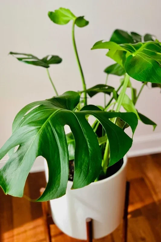 Monstera Deliciosa 8″