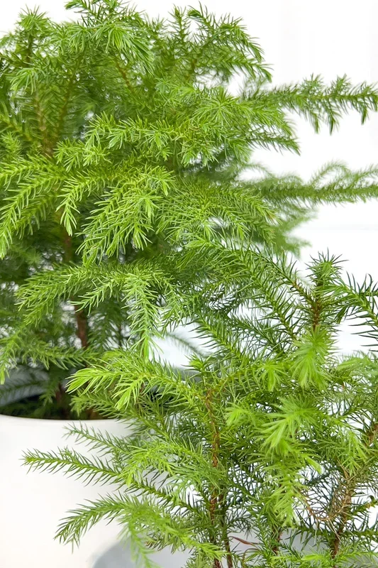 Norfolk Island Pine 10″