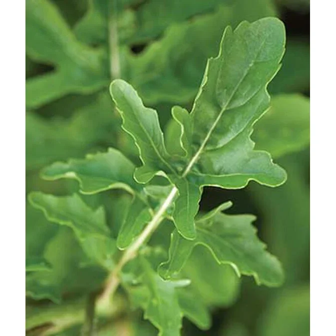 Organic Arugula Rocket Seed Pack 60037