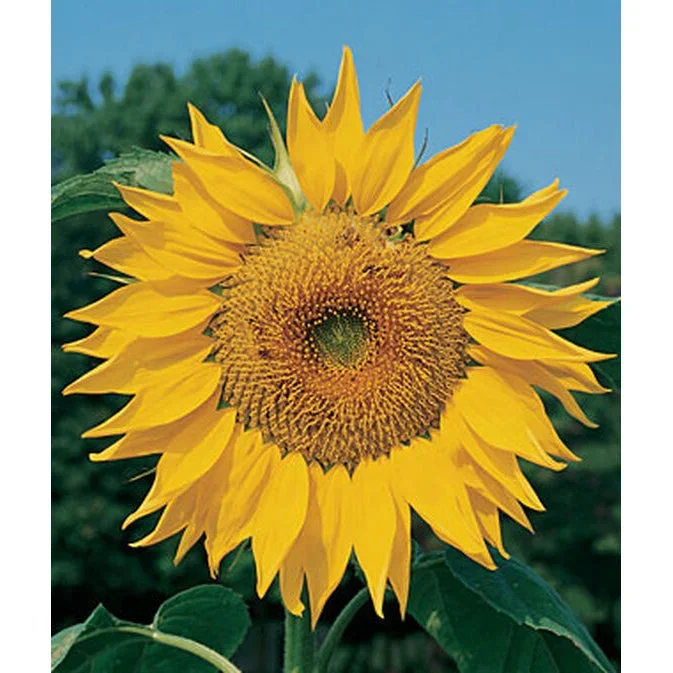 Organic Mammoth Sunflower Seed Pack 60740
