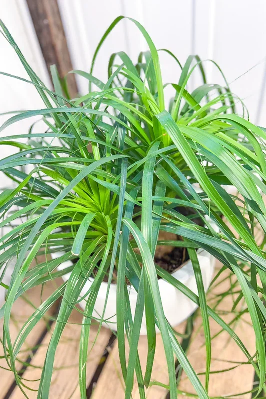 Palm, Ponytail, Guatemalan 10″