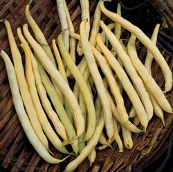 Pencil Pod Wax Beans 9919702