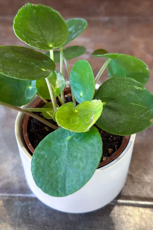 Pilea Peperomiodes 2.5″