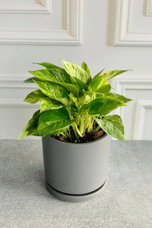 Pothos, Marble Queen 6″