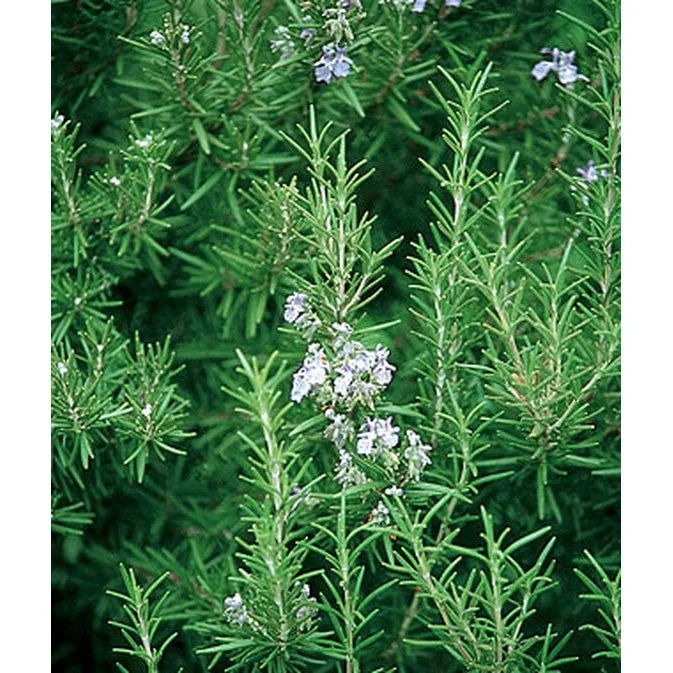 Rosemary Seed Pack 61383