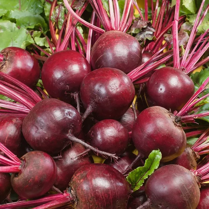 Ruby Queen Beet Seeds 60200