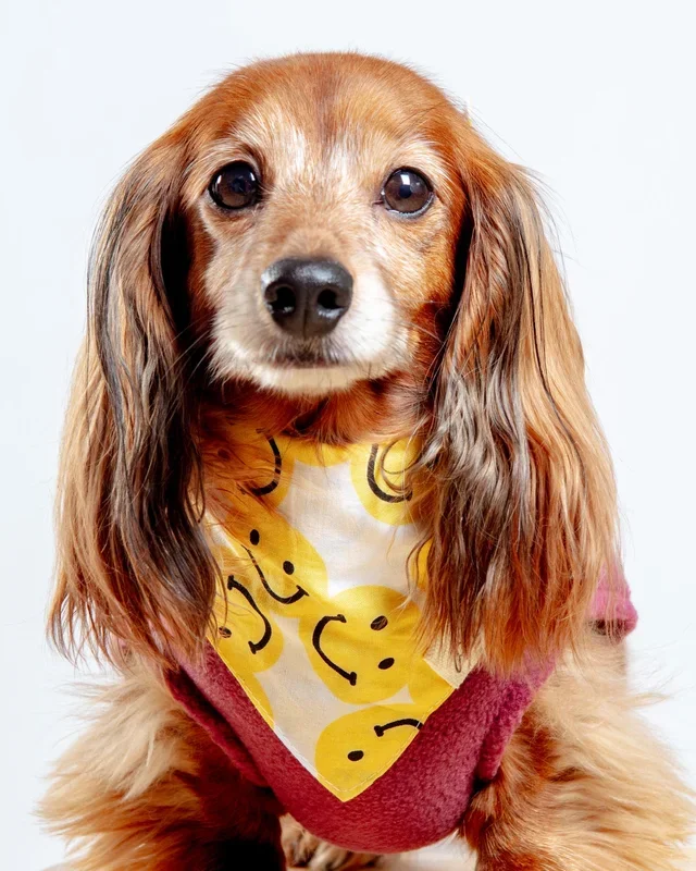 Smile Dog Bandana