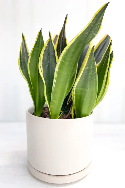 Snake Plant, Black Gold 6″