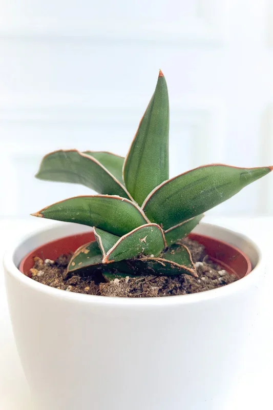 Snake Plant, Samurai 4″
