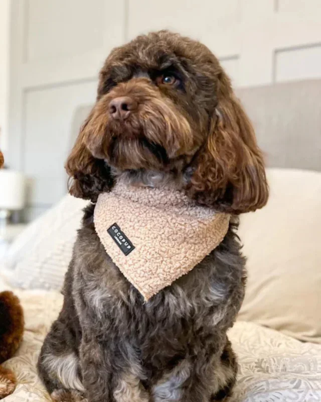 Teddy Dog Bandana (20×20″) FINAL SALE