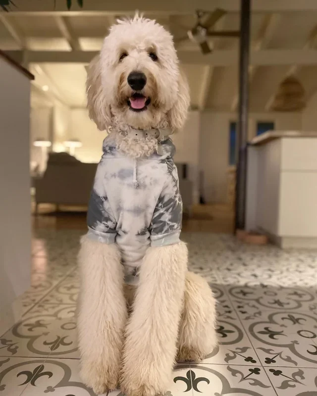 Tie Dye Dog Hoodie in Grey & White (FINAL SALE)