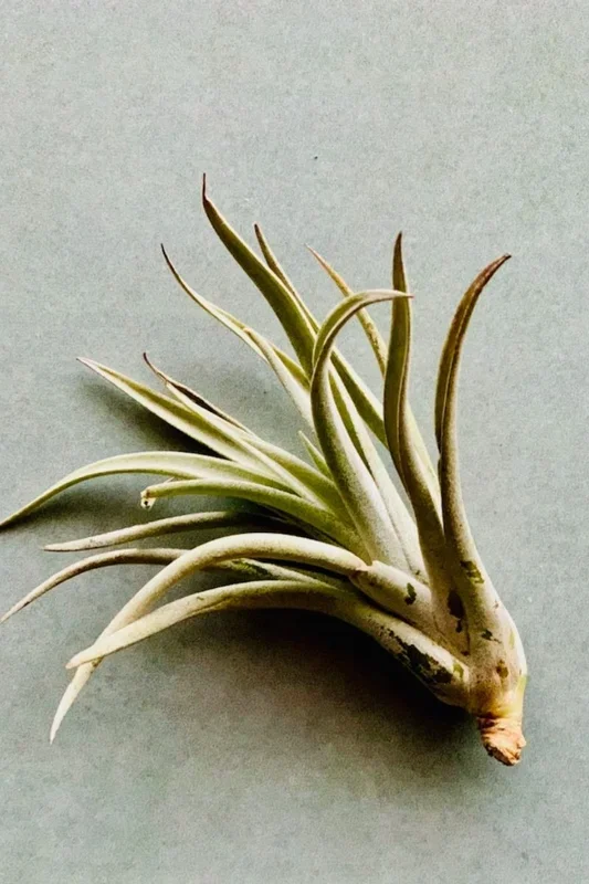 Tillandsia, Harrisii 3-5″