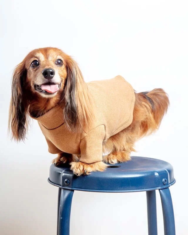 Toffee Organic Pima Cotton Dog Shirt (FINAL SALE)